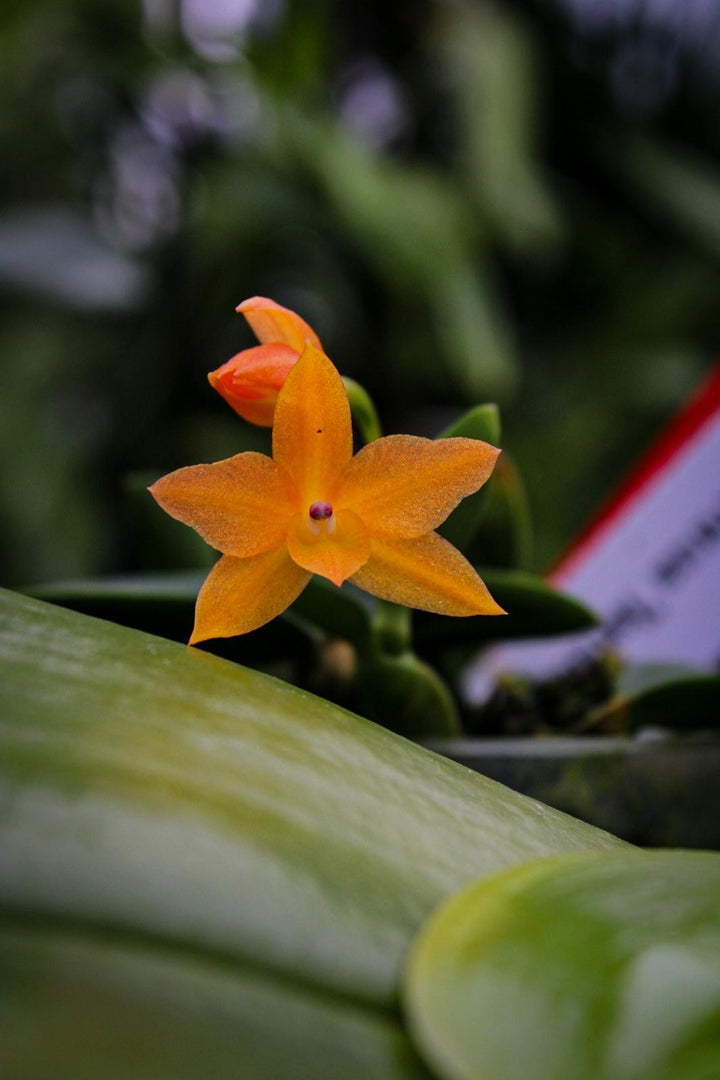 Sophronitis cernua 'laranja clara'