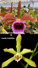 Load image into Gallery viewer, Laelia tenebrosa 'Maria Fumaca' x Laelia xanthina
