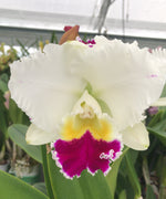 Carica l'immagine nel visualizzatore Galleria, Laeliocattleya Orglade's Grand 'Yu Chang Beauty'
