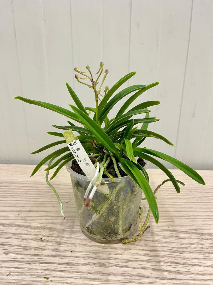 Neofinetia falcata 'Wonhong' 원홍 元紅 - BIG
