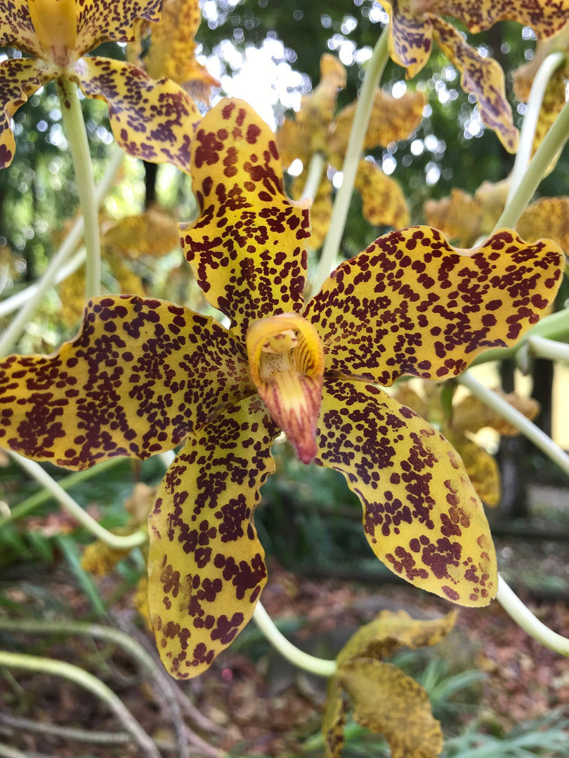 Grammatophyllum speciosum