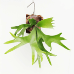 Carica l&#39;immagine nel visualizzatore Galleria, Platycerium bifurcatum
