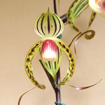 Carica l'immagine nel visualizzatore Galleria, Paphiopedilum Memoria Joan Levy (Paph. gigantifolium x Paph. stonei)