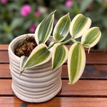 Load image into Gallery viewer, Vanilla planifolia 'Albo-Variegata'