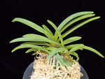 Carica l'immagine nel visualizzatore Galleria, Neofinetia falcata 'Kyobijin' 경미인 京美人
