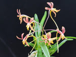 Carica l'immagine nel visualizzatore Galleria, Neofinetia falcata 'Kyobijin' 경미인 京美人
