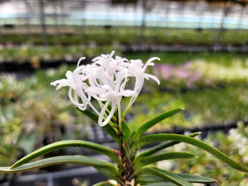 Neofinetia falcata 'Keigetsu' 계월 桂月
