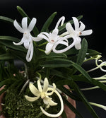 Carica l'immagine nel visualizzatore Galleria, Neofinetia falcata 'Kinginrasha' 金銀羅紗