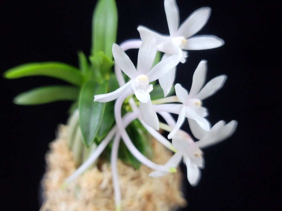 Neofinetia falcata 'Myeong-Ok' 명옥明玉