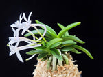 Load image into Gallery viewer, Neofinetia falcata 'Myeong-Ok' 명옥明玉