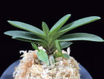 Carica l'immagine nel visualizzatore Galleria, Neofinetia falcata 'Buyong' 부용 芙蓉 (Tamakongo red)