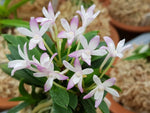 Carica l'immagine nel visualizzatore Galleria, Neofinetia falcata 'Buyong' 부용 芙蓉 (Tamakongo red)