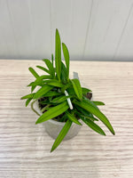Carica l'immagine nel visualizzatore Galleria, Neofinetia falcata 'Tenkobai' 天紅梅 - BIG