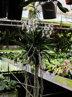 Carica l'immagine nel visualizzatore Galleria, Neostylis Lou Sneary 'White' (Neofinetia falcata x Rhy. coelestis var alba)