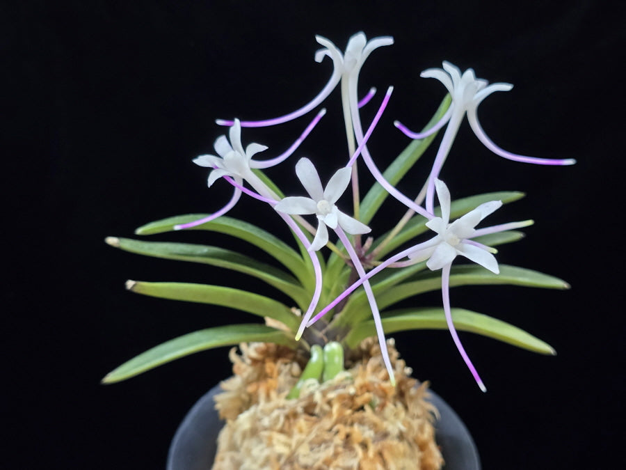 Neofinetia falcata 'Samsojeon (Mangekyō)' 삼소전 三笑殿