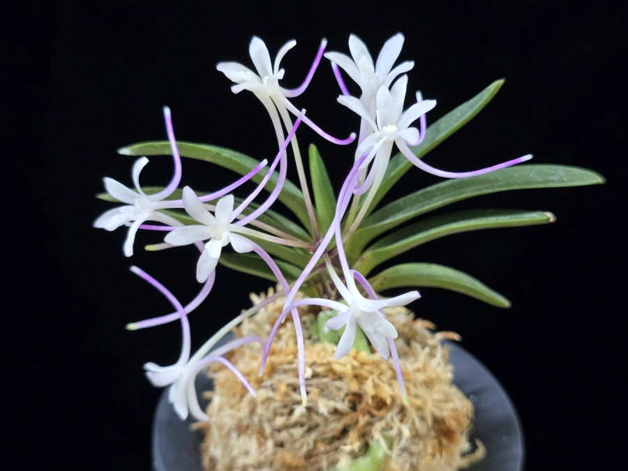 Neofinetia falcata 'Samsojeon (Mangekyō)' 삼소전 三笑殿