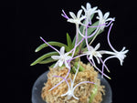 Carica l'immagine nel visualizzatore Galleria, Neofinetia falcata 'Samsojeon (Mangekyō)' 삼소전 三笑殿