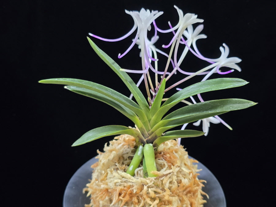 Neofinetia falcata 'Samsojeon (Mangekyō)' 삼소전 三笑殿