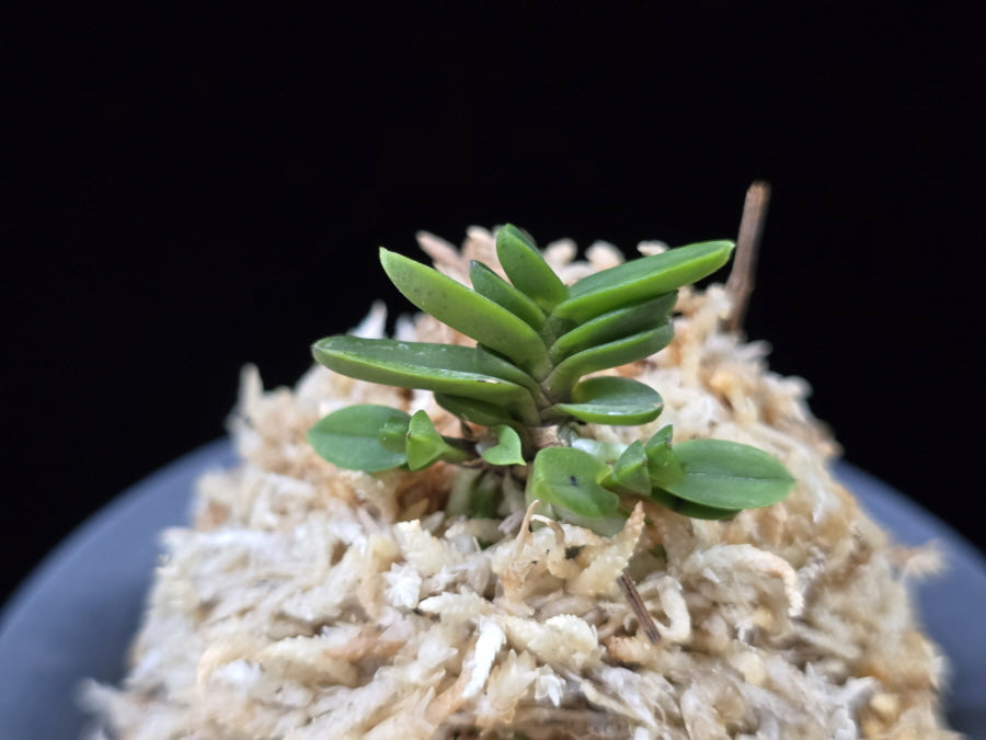 Neofinetia falcata 'Kotengyoku' 소천옥 小天玉