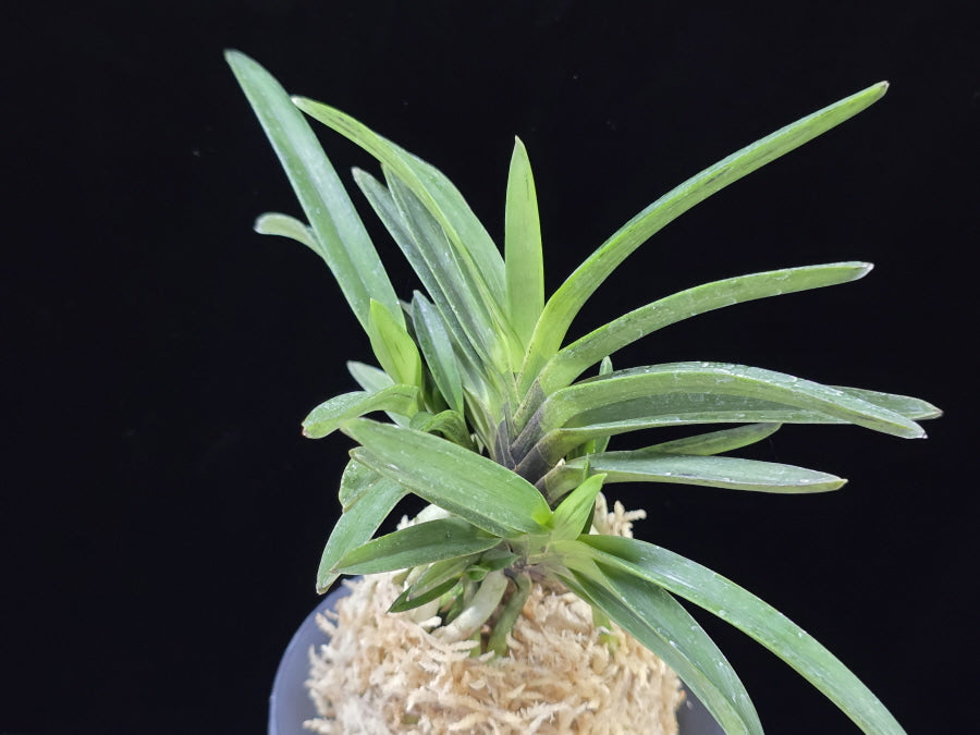 Neofinetia falcata 'Amami Sumi' 엄미묵 奄美墨