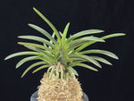 Carica l'immagine nel visualizzatore Galleria, Neofinetia falcata 'Amami Sumi' 엄미묵 奄美墨