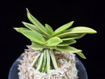 Carica l'immagine nel visualizzatore Galleria, Neofinetia falcata 'Okjam' 옥잠 玉簪