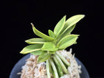 Carica l'immagine nel visualizzatore Galleria, Neofinetia falcata 'Okjam' 옥잠 玉簪