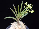 Carica l'immagine nel visualizzatore Galleria, Neofinetia falcata 'Tamakoro' 옥향로 玉香爐