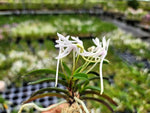 Carica l'immagine nel visualizzatore Galleria, Neofinetia falcata 'Unkai' 운해 雲海