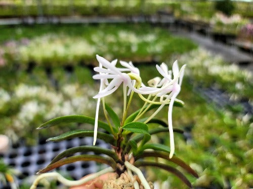 Neofinetia falcata 'Unkai' 운해 雲海