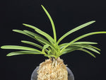Carica l'immagine nel visualizzatore Galleria, Neofinetia falcata 'Ryusei' 유성 流星