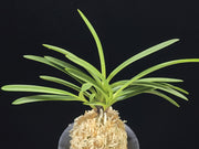 Neofinetia falcata 'Ryusei' 유성 流星