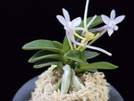 Carica l'immagine nel visualizzatore Galleria, Neofinetia falcata 'Jangwon' 장원 壯元
