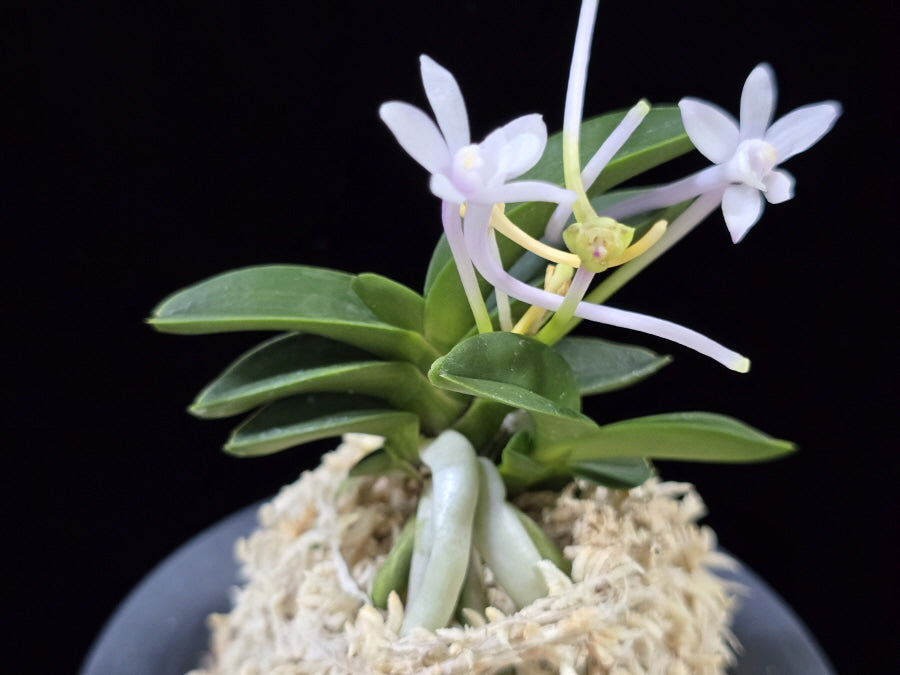 Neofinetia falcata 'Jangwon' 장원 壯元