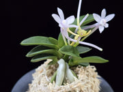 Neofinetia falcata 'Jangwon' 장원 壯元