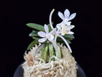 Carica l'immagine nel visualizzatore Galleria, Neofinetia falcata 'Jangwon' 장원 壯元