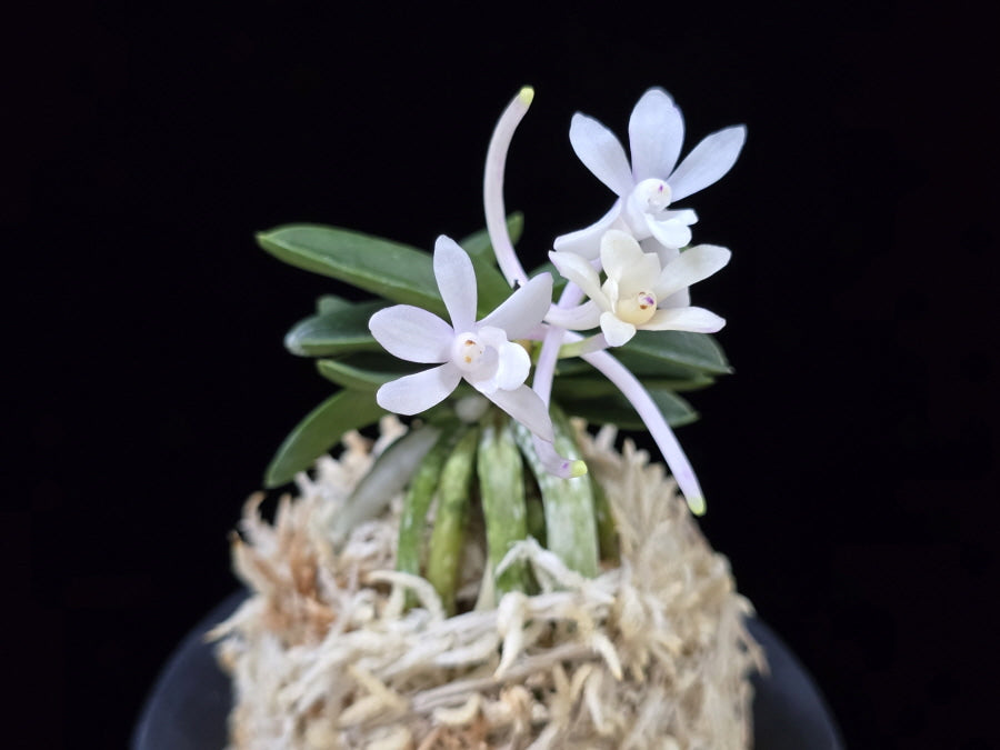 Neofinetia falcata 'Jangwon' 장원 壯元