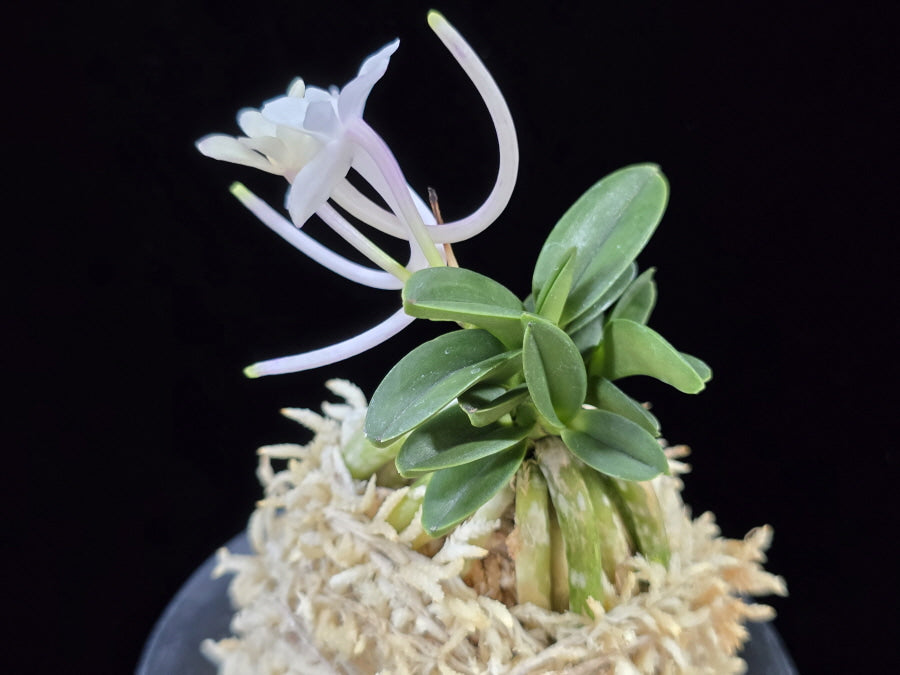 Neofinetia falcata 'Jangwon' 장원 壯元