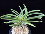 Carica l'immagine nel visualizzatore Galleria, Neofinetia falcata 'Jangjahong' 장자홍 長紫紅