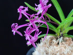 Carica l'immagine nel visualizzatore Galleria, Neofinetia falcata 'Jangjahong' 장자홍 長紫紅