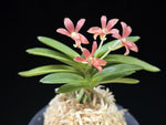 Carica l'immagine nel visualizzatore Galleria, Neofinetia falcata 'Juhongseong' 주홍성 朱紅星