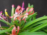 Carica l'immagine nel visualizzatore Galleria, Neofinetia falcata 'Kobai' 홍매 紅梅