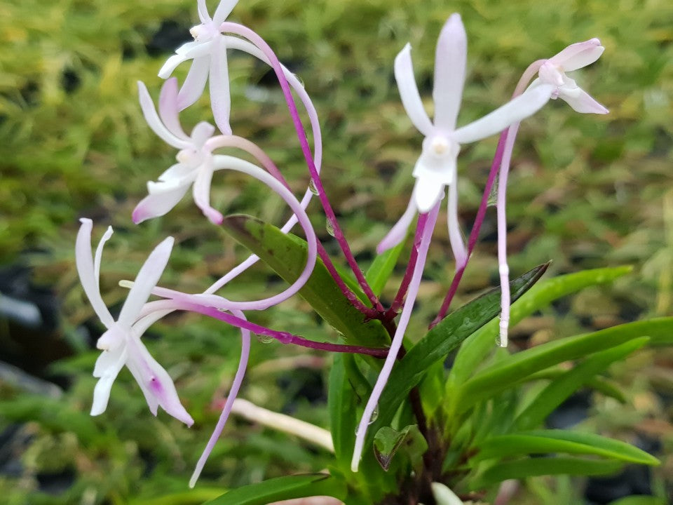 Neofinetia falcata 'Kogyoku no hana' 홍옥지화 紅玉の花