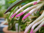 Carica l'immagine nel visualizzatore Galleria, Neofinetia falcata 'Kogyoku no hana' 홍옥지화 紅玉の花