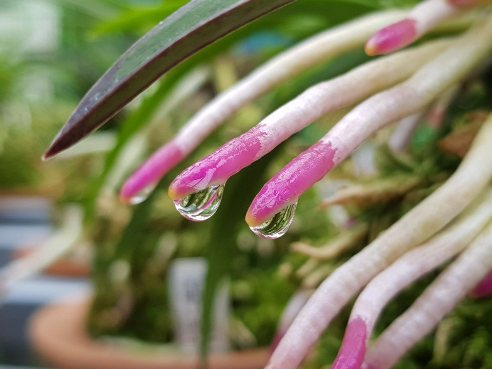 Neofinetia falcata 'Kogyoku no hana' 홍옥지화 紅玉の花