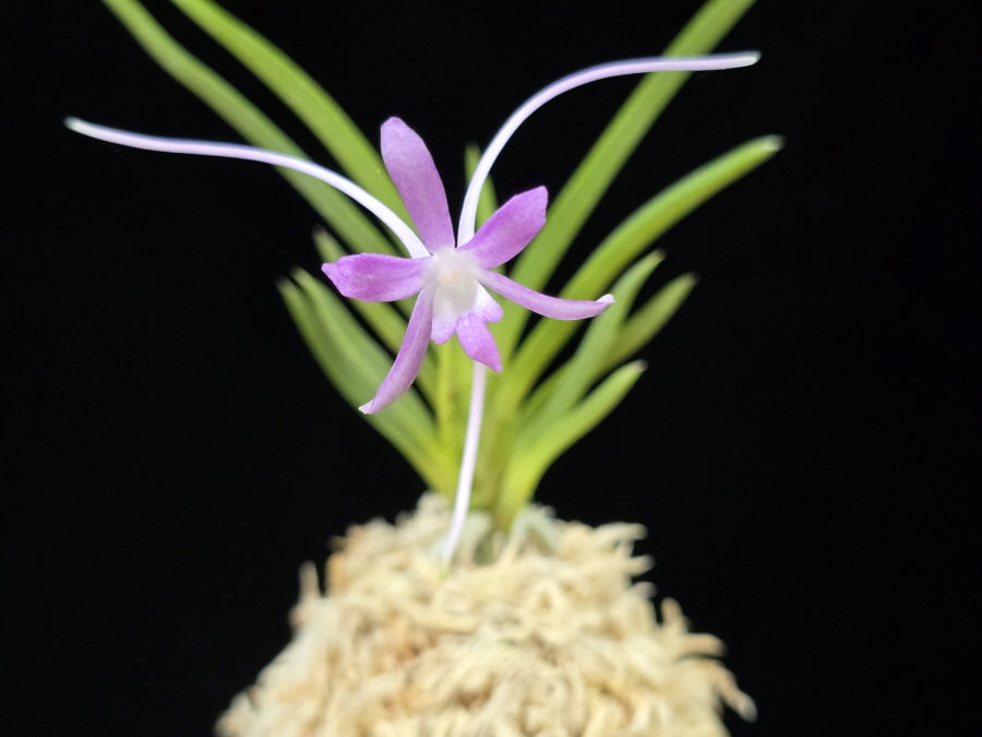 Neofinetia falcata 'Hongjiyeon' 홍지연 紅池淵