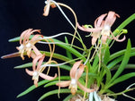Carica l'immagine nel visualizzatore Galleria, Neofinetia falcata 'Benikaede' 홍풍 紅楓
