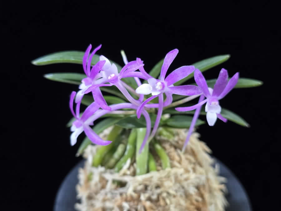 Neofinetia falcata 'Honghyeon' 홍현 紅玄