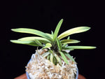 Carica l'immagine nel visualizzatore Galleria, Neofinetia falcata 'Hanagoromo' 화의 花衣 tora