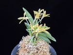 Load image into Gallery viewer, Neofinetia falcata 'Hwangok' 황옥黃玉